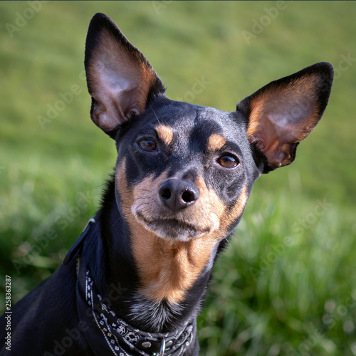 Photography Dwarf german pinscher faithfully watching