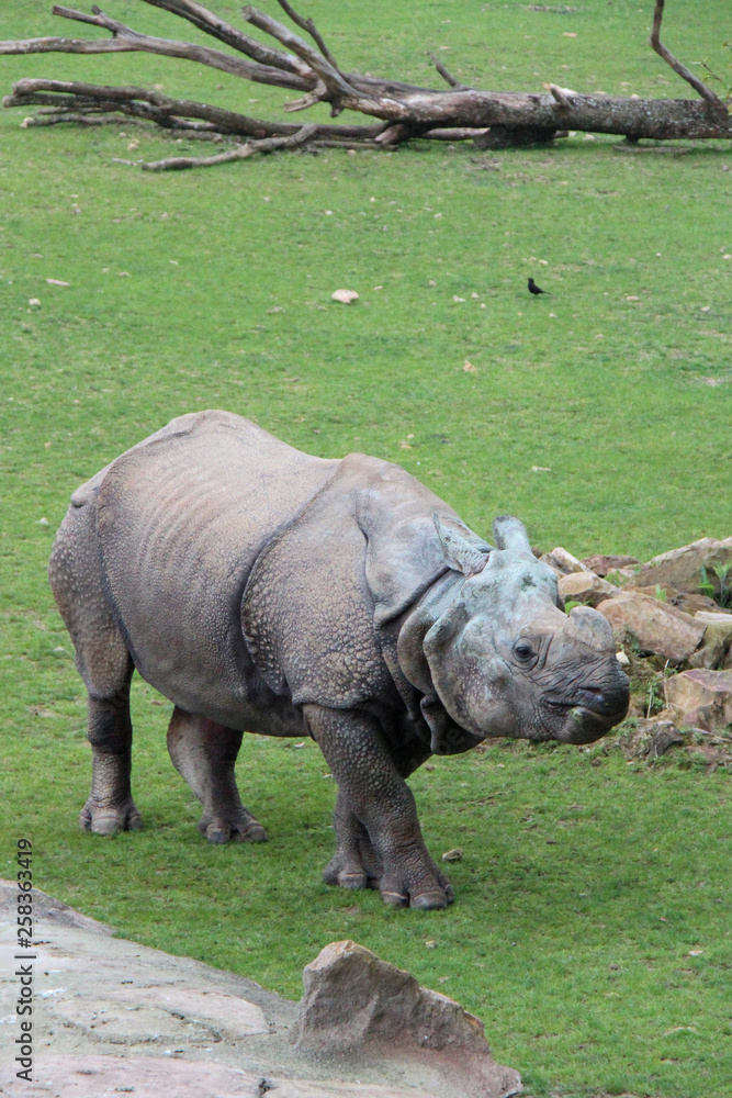 Obraz premium Indian rhinoceros