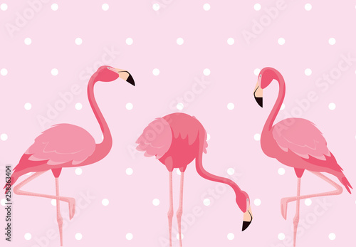 elegant flamingo birds family dotted background