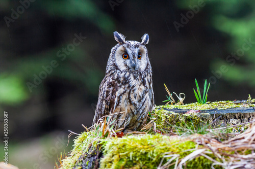 Eurasian eagle owl (bubo bubo) portrait, owls are often used as a symbol of wisdom, selective focus on the orange eyes, narrow depth of field
