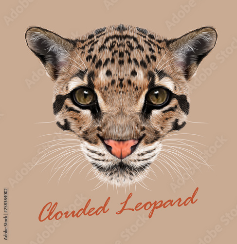 Clouded Leopard animal face. Vector Asian, Indochina, Malaysian big cat head portrait. Realistic fur beast of Clouded leopard. Predator eyes of wildcat. Big cat head isolated on beige background. photo