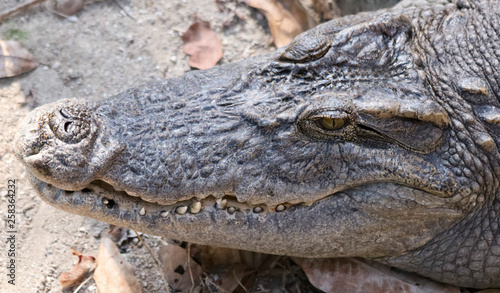 A Close Portrait of an Alligator