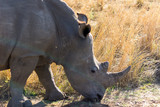 rhinoceros in south africa