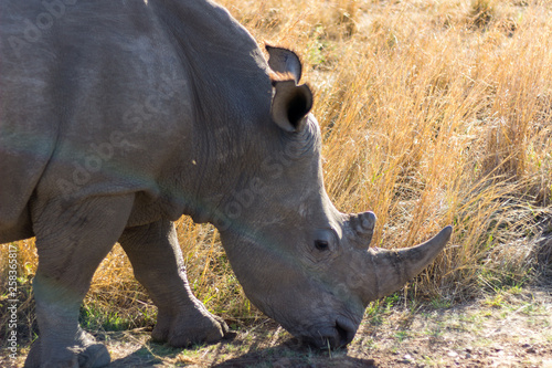 rhinoceros in south africa