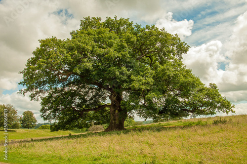 Old oak tree in a summertime meadow.