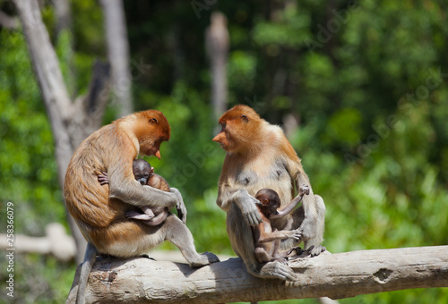 Canvas Print Proboscis monkeys, Nasalis larvatus, baby and mother sitting on the tree
