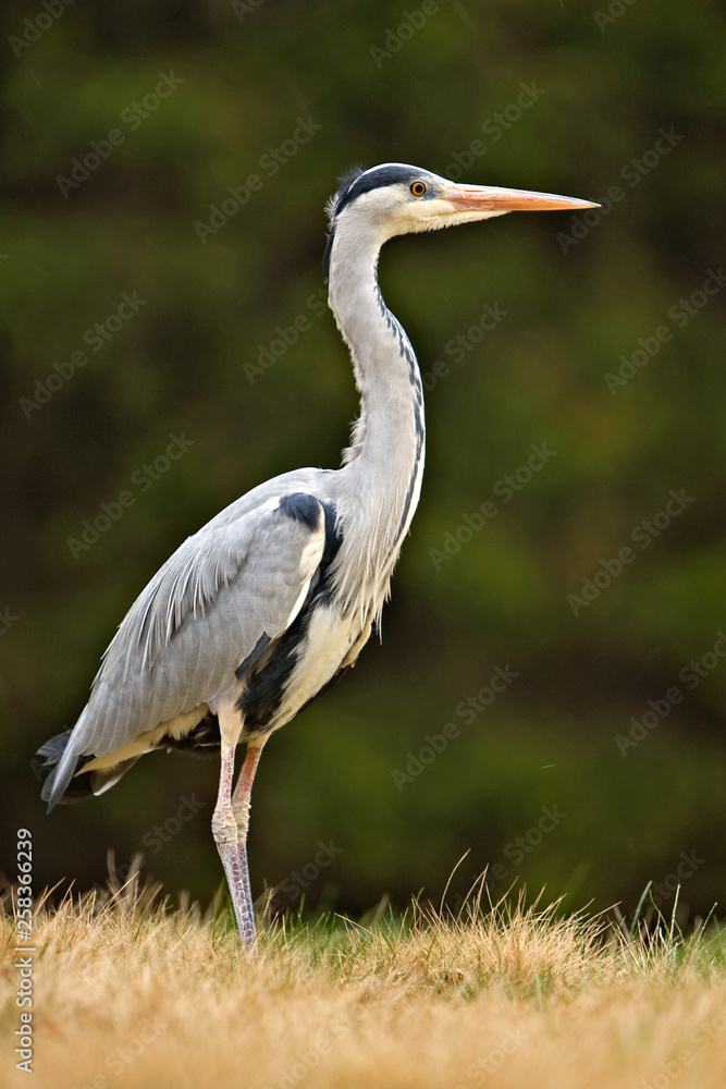 Grey Heron, Ardea cinerea, in the water, blurred grass in background Grey Heron, Ardea cinerea, in the water, blurred grass in background