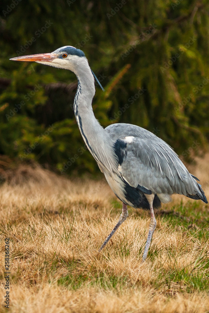 Fototapeta premium Grey Heron, Ardea cinerea, in the water, blurred grass in background