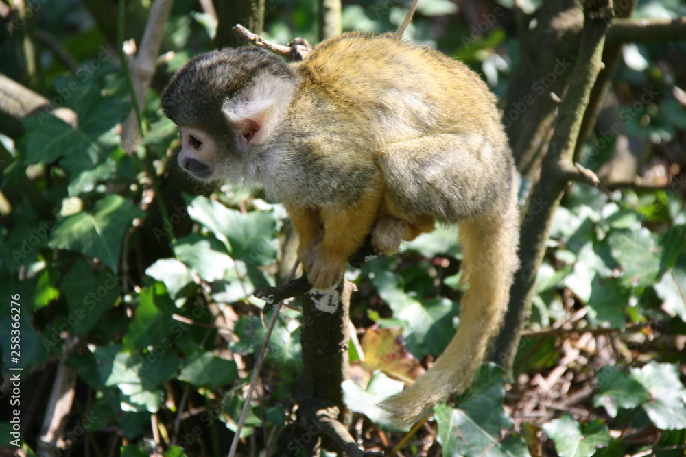 Obraz premium Squirrel monkey