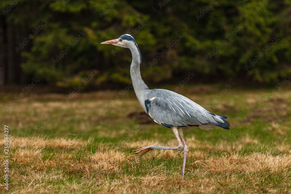 Grey Heron, Ardea cinerea, in the water, blurred grass in background Grey Heron, Ardea cinerea, in the water, blurred grass in background