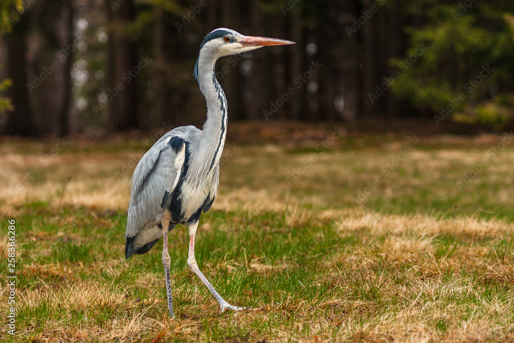 Grey Heron, Ardea cinerea, in the water, blurred grass in background Grey Heron, Ardea cinerea, in the water, blurred grass in background