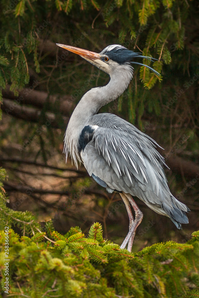 Grey Heron, Ardea cinerea, in the water, blurred grass in background Grey Heron, Ardea cinerea, in the water, blurred grass in background