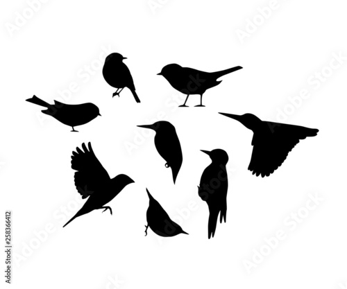 Vector silhouettes of birds. Isolated graphic on white.