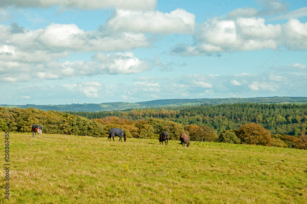 Horses grazing on an autumn landscape in the British countryside.