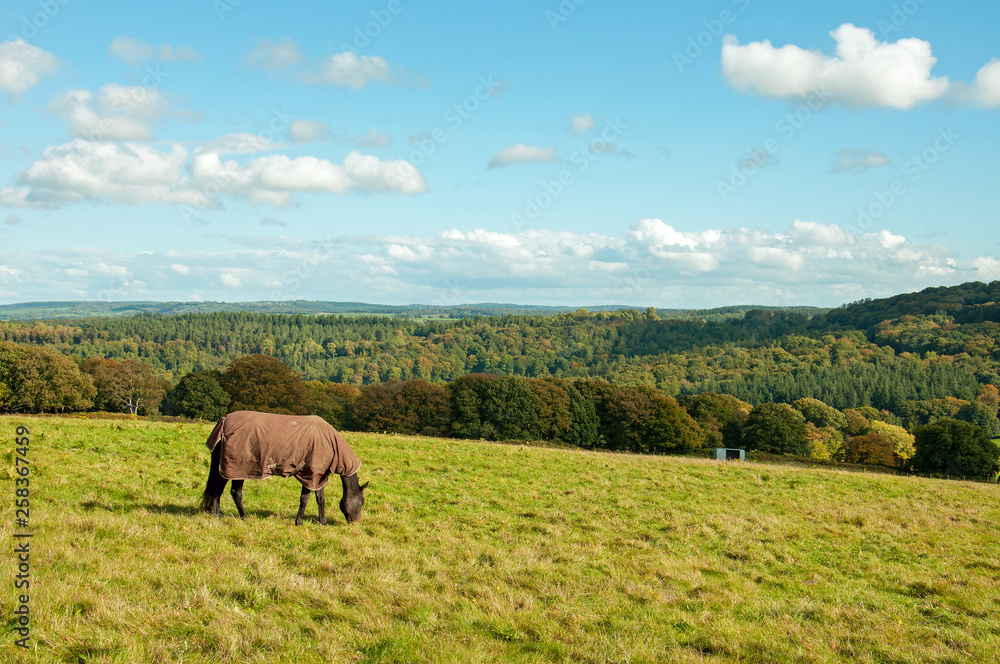 Horse grazing in an autumn field in the English countryside.