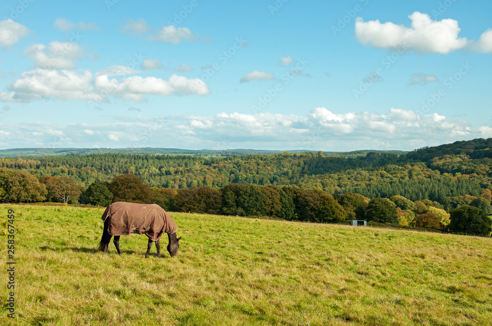 Horse grazing in an autumn field in the English countryside. Horse grazing in an autumn field in the English countryside.