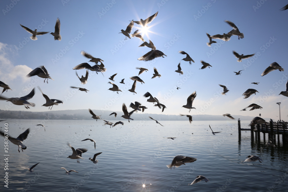 Fototapeta premium Starnberger See im Winter