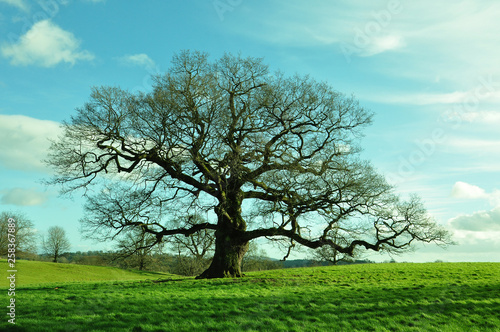 Old oak tree in the springtime of the English countryside.