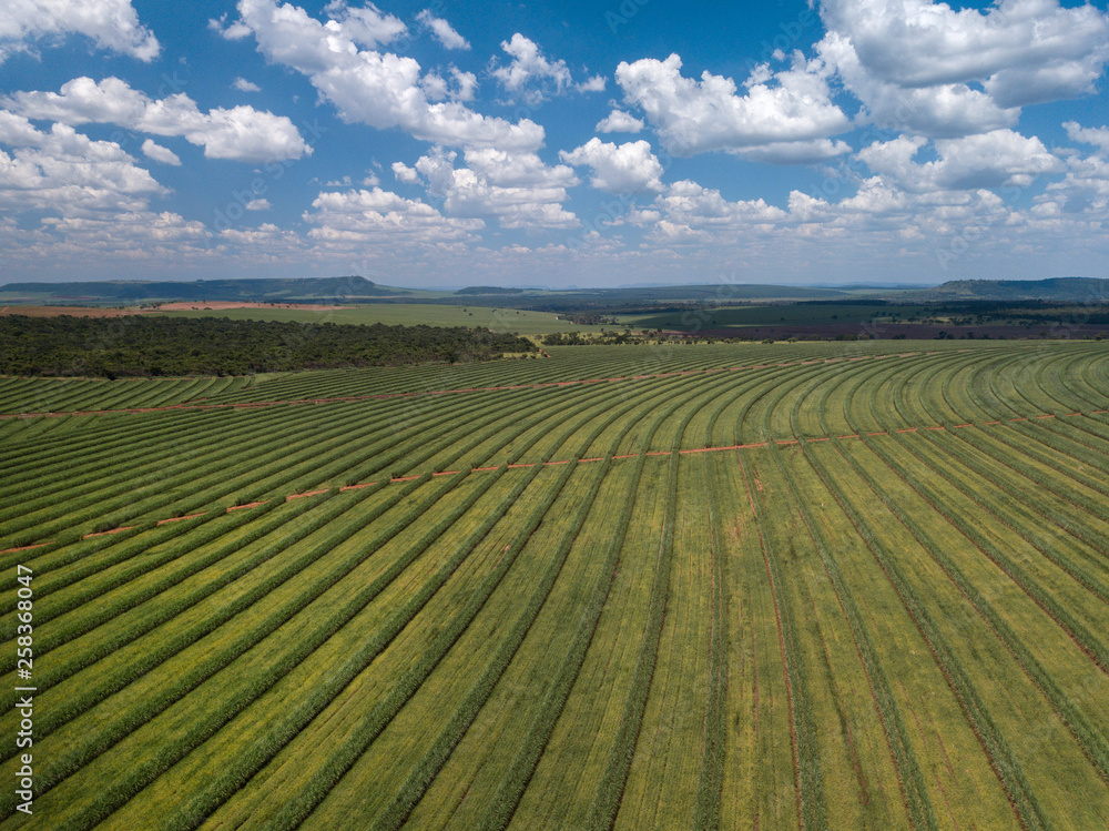 Aerial sugarcane field in Brazil.