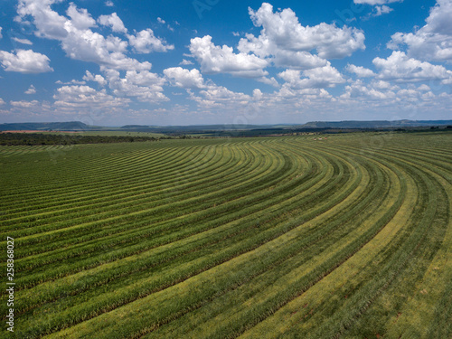 Aerial sugarcane field in Brazil. © paulovilela