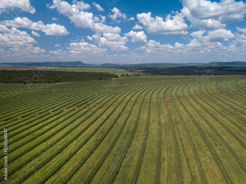 Fototapeta Naklejka Na Ścianę i Meble -  Aerial sugarcane field in Brazil.