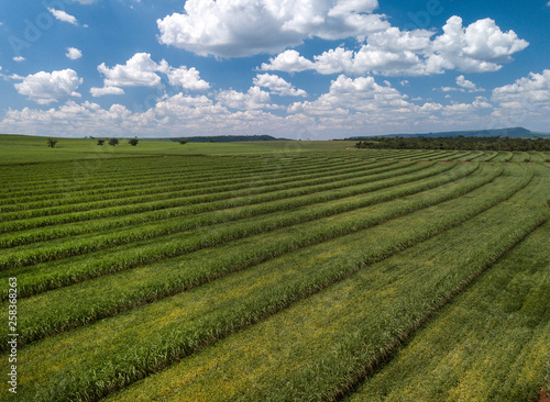 Aerial sugarcane field in Brazil.