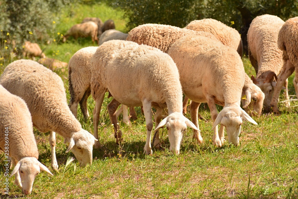 Rebaño de ovejas pastando en el campo Rebaño de ovejas pastando en el campo
