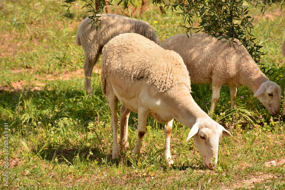 Rebaño de ovejas pastando en el campo Rebaño de ovejas pastando en el campo