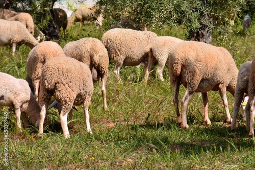Rebaño de ovejas pastando en el campo