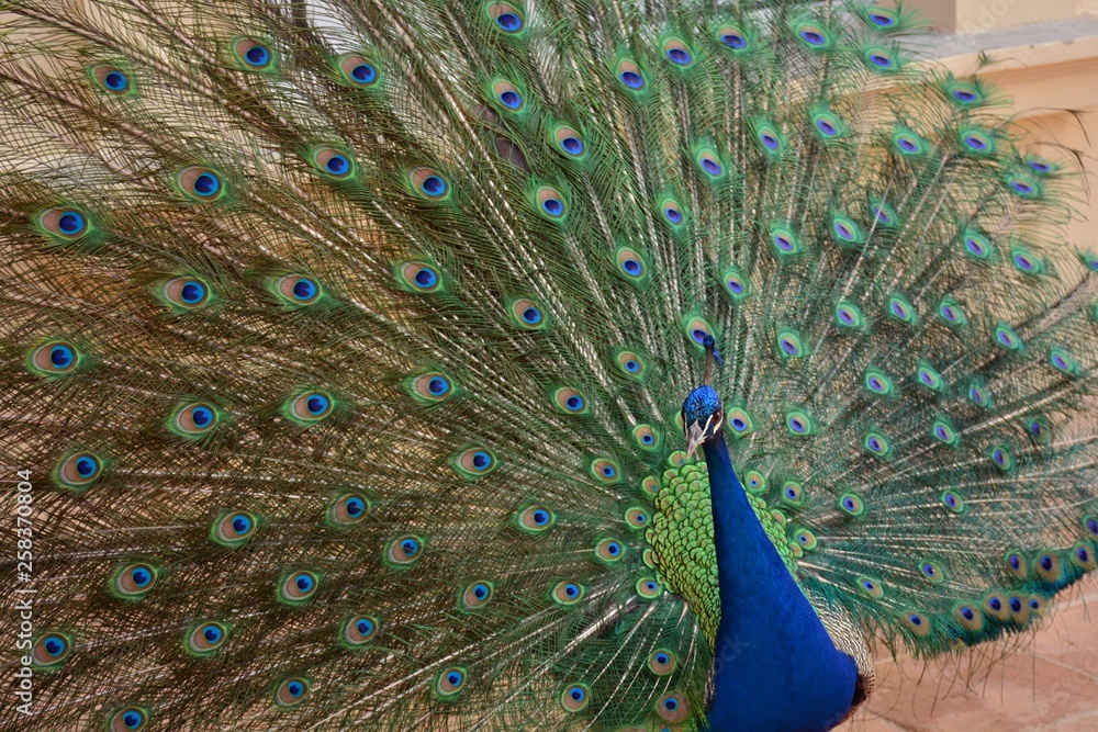 Obraz premium Pavo real con las plumas de la cola abiertas