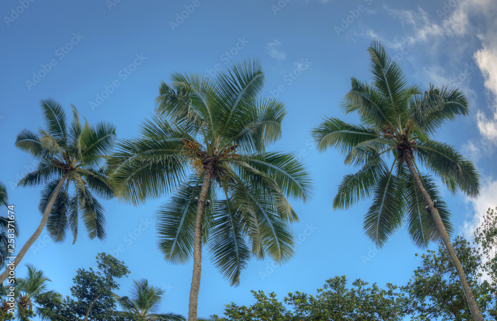 Beautiful view of three palm trees against a clear blue sky.  Indian Ocean ,  island of Mae, Seychelles.