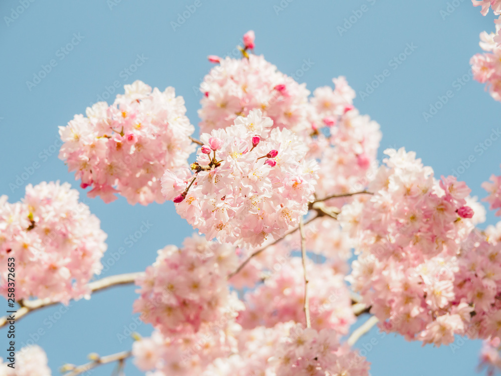 Cherry blossoms Cherry blossoms