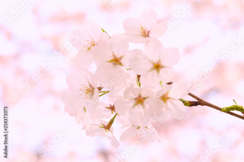 桜 © Tatsuji