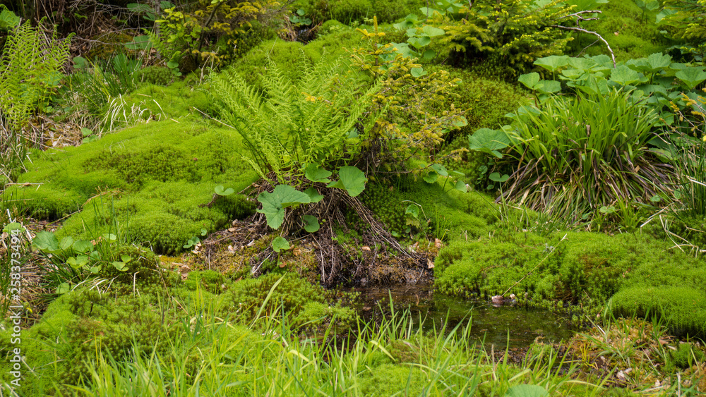 fresh green fern and moss fresh green fern and moss