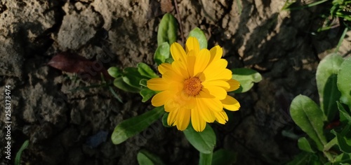 yellow calendula macro