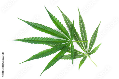 Marijuana leaf  green cannabis leaf isolated over white background.