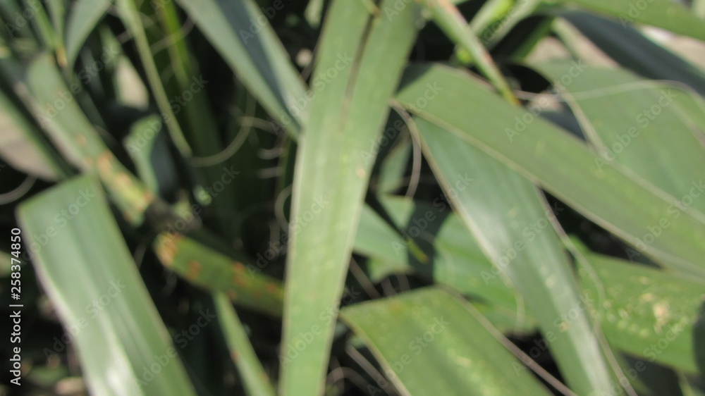 Fototapeta premium grass with water drops of dew