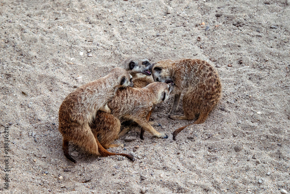 gopher; rodent; game; couple; love; relationships; mating; offspring;  spring; sand; stones; season; breeding; close up; animals; theme;  expressions; instinct; animal life; nature. Stock Photo | Adobe Stock