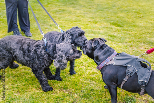 Photography A black staffordshire bull terrier dog meets two black spaniel poodle cross dogs whilst out walking on the lead
