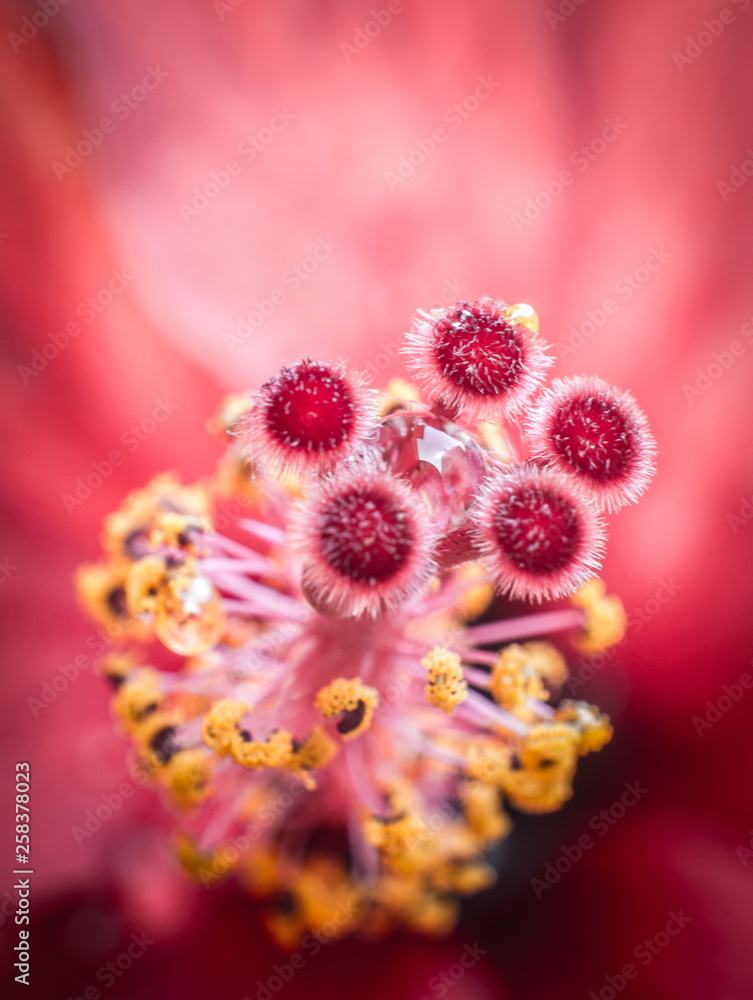 macro view of a hibiscus flower with water drops between pollen and flowers macro view of a hibiscus flower with water drops between pollen and flowers