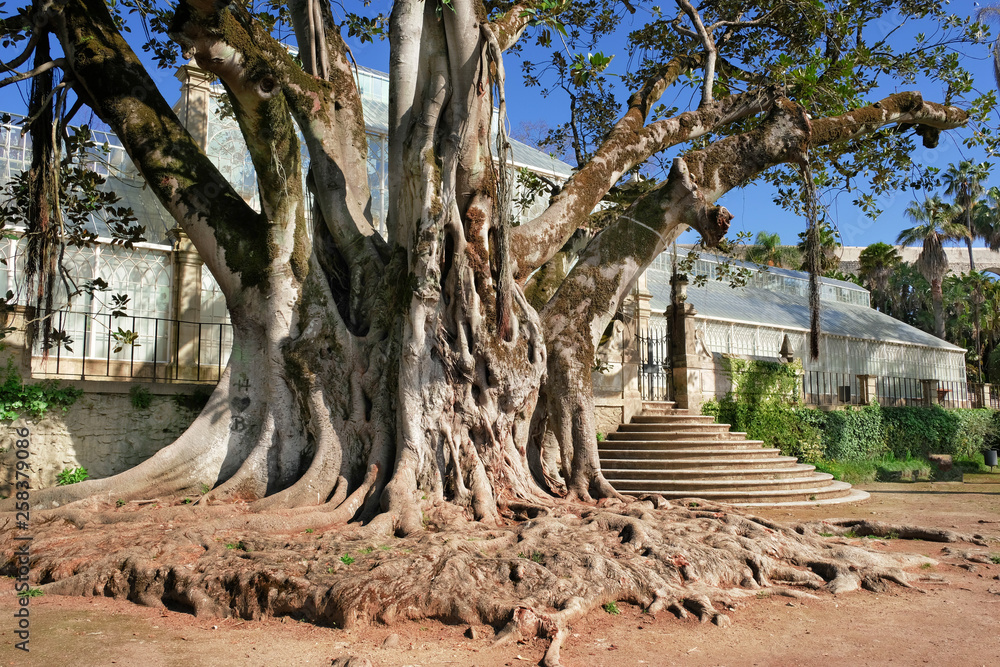 huge tree, ficus with roots out. Grows in the botanical garden of the city of Coimbra. Portugal huge tree, ficus with roots out. Grows in the botanical garden of the city of Coimbra. Portugal