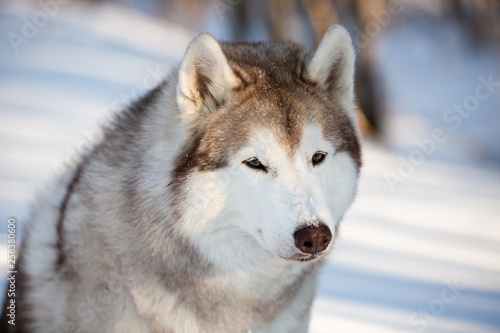 Cute and happy Siberian Husky dog sitting on the snow in the winter forest © Anastasiia