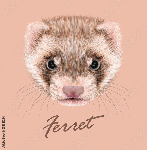 Ferret animal cute face. Vector funny cinnamon polecat head portrait. Realistic fur portrait of brown ferret creature isolated on pink background.
