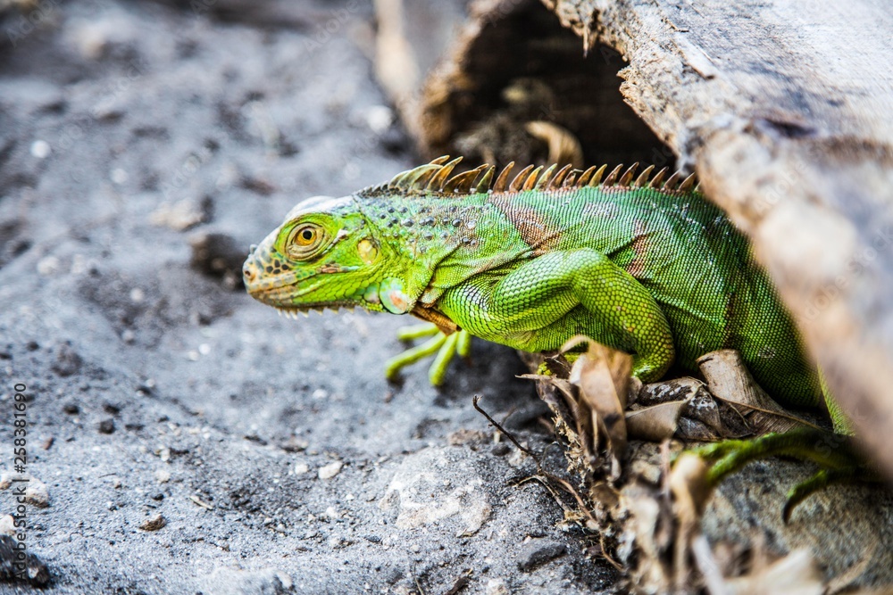 green iguana green iguana