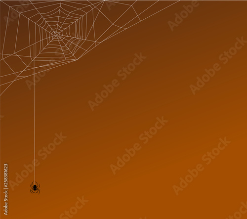 spiders web