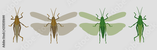 Locuset large tropical grasshopper with strong powers of flight