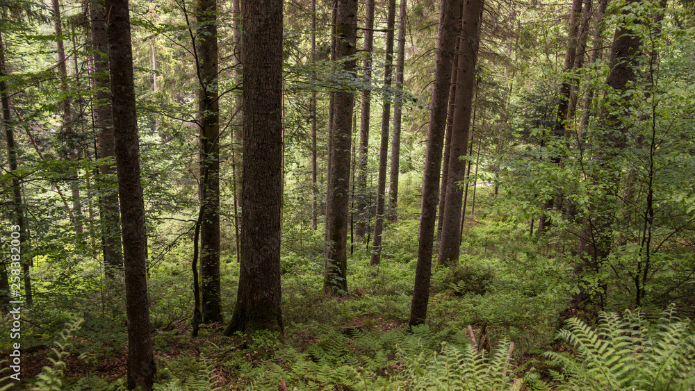 conifer forest at dusk in summertime