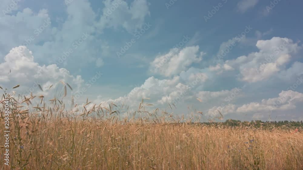 Movement of clouds in the summer over wheat fields. Loop Movement of clouds in the summer over wheat fields. Loop