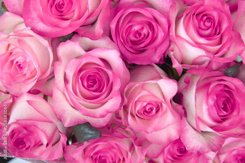 background of pink roses background of pink roses