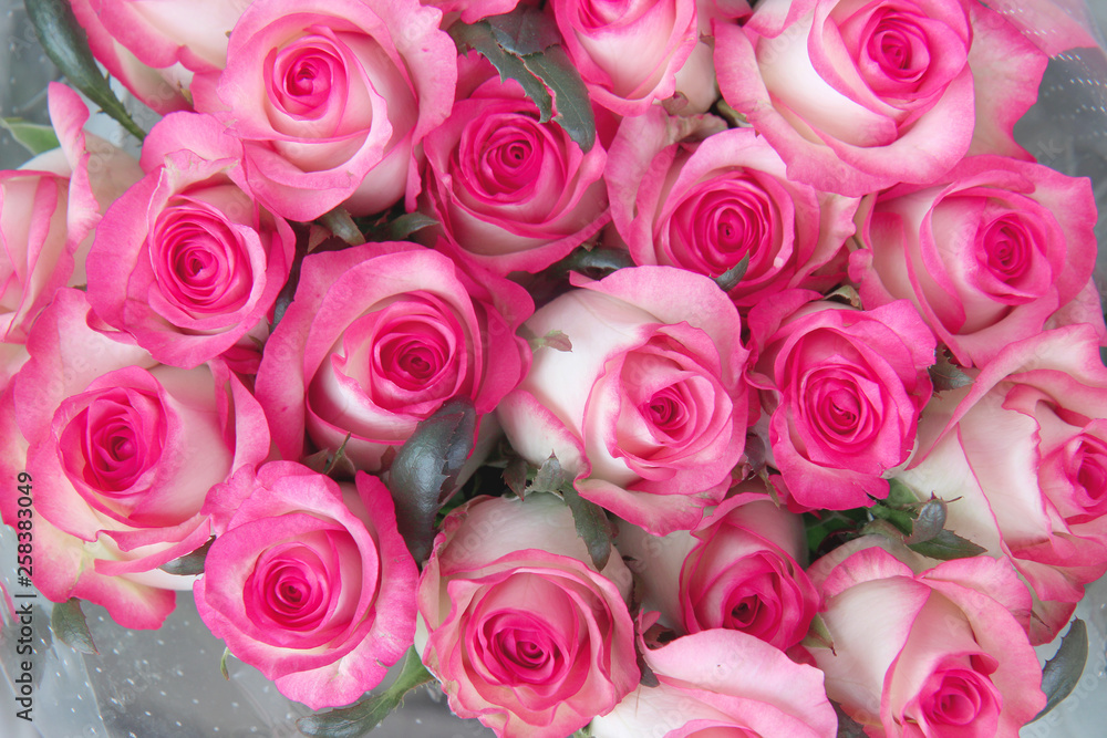 bouquet of pink roses bouquet of pink roses